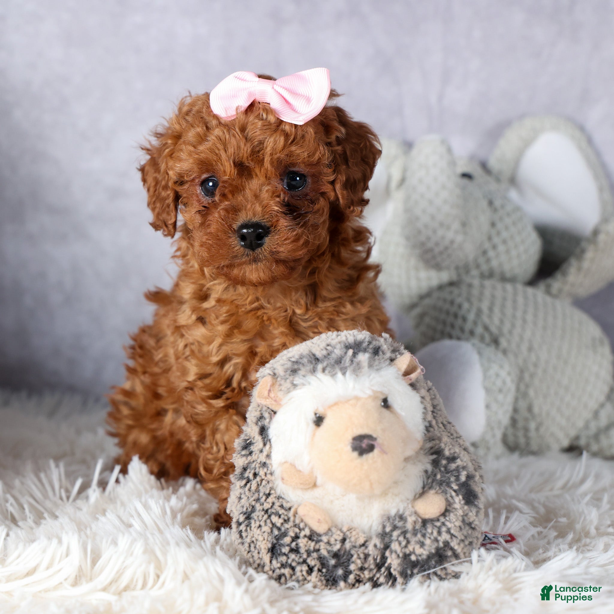 Cavapoo dogs OMA - Ad 27