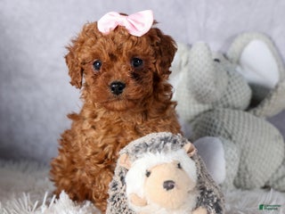Cavapoo dogs OMA - Ad 14