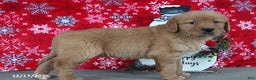 Golden Retriever dogs for sale: Berry - Ad 5