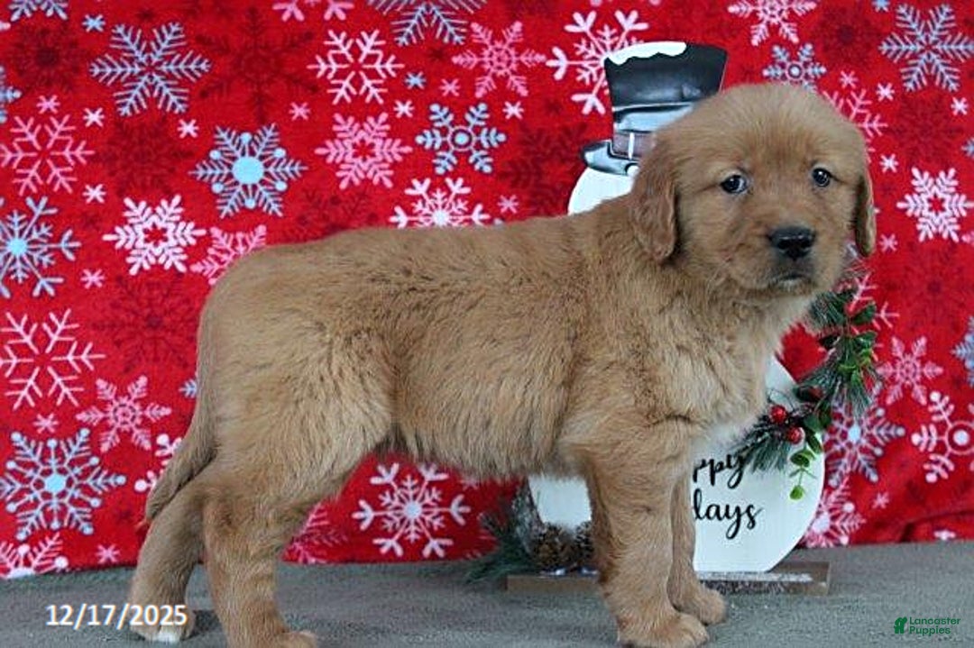 Golden Retriever dogs for sale: Berry - Ad 5