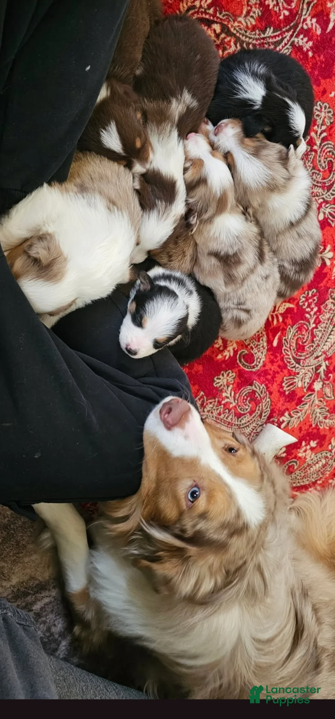Australian Shepherd dogs for sale: Australian Shepherd Puppy 2 - Ad 2
