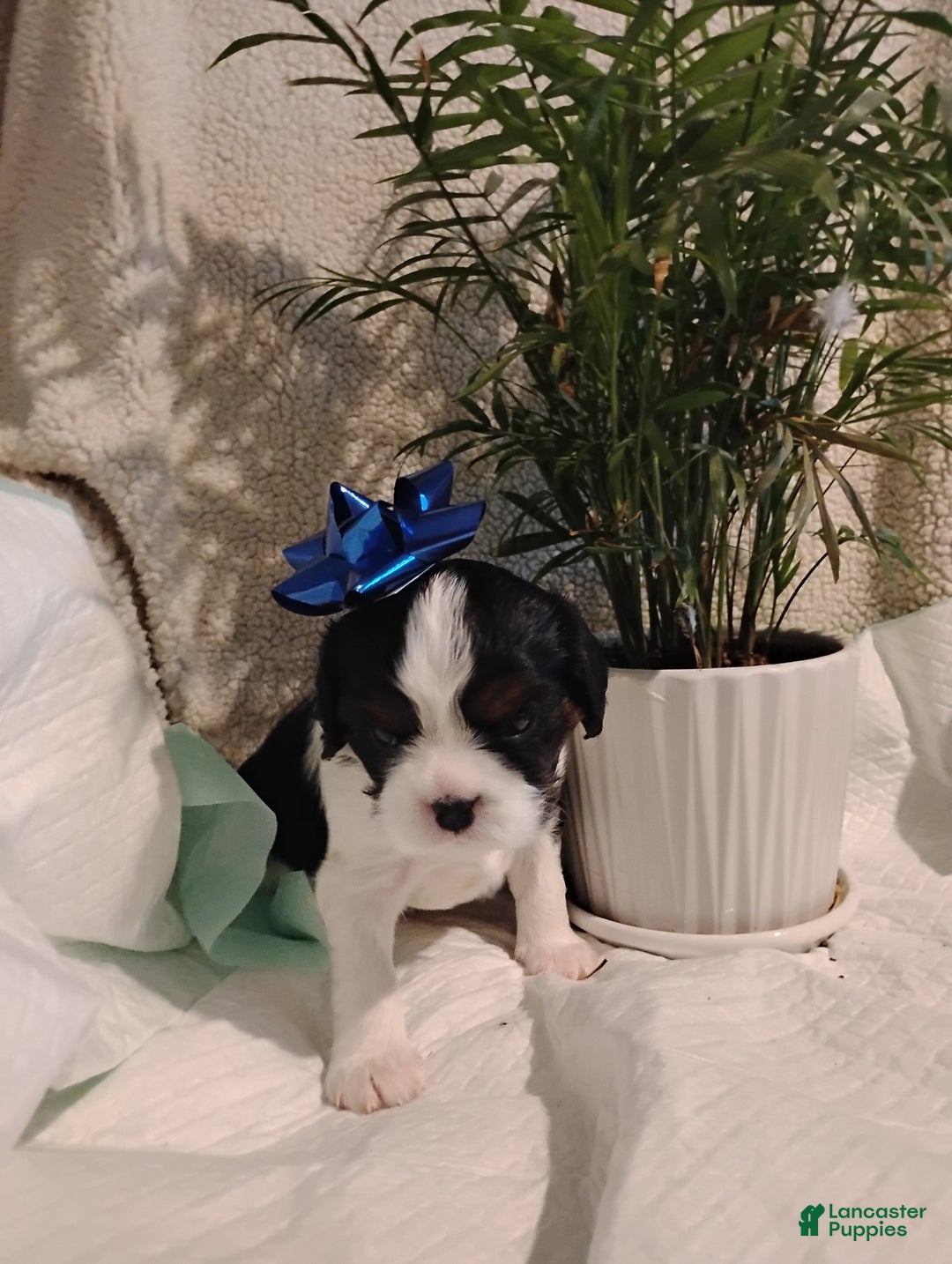 Cavalier King Charles Spaniel dogs for sale: Rodney -Cavalier King Charles Spaniel,     - Ad 3