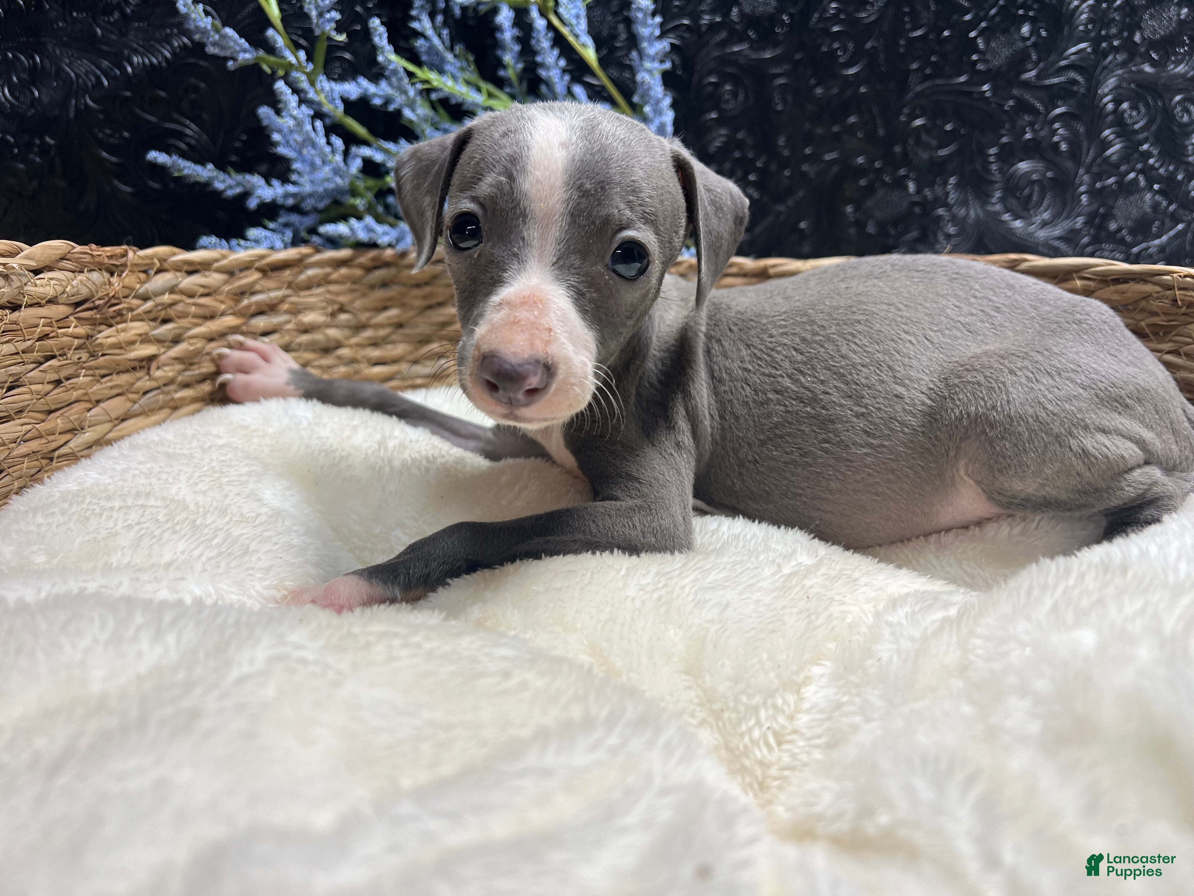 Italian Greyhound dogs Italian Greyhound 3 - Ad 2