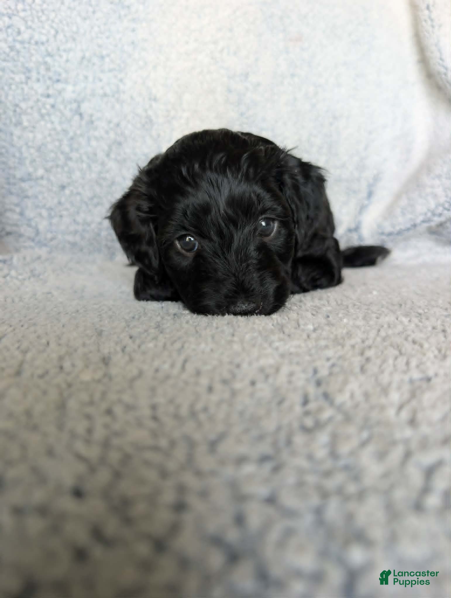 Mixed Breed dogs for sale: Midnight  - Ad 9