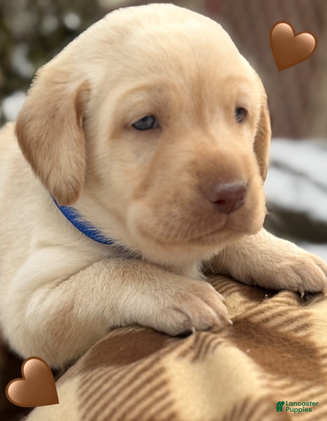 Labrador Retriever dogs for sale: Labrador Retriever Puppy 1 - Ad 12