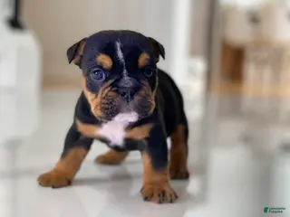 English Bulldog dogs Cuddles - Ad 12