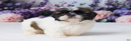 Shih Tzu dogs for sale: Roscoe - Ad 4