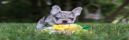 French Bulldog dogs for sale: Brodie - Ad 7