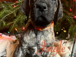 Great Dane dogs Jingle - Ad 42