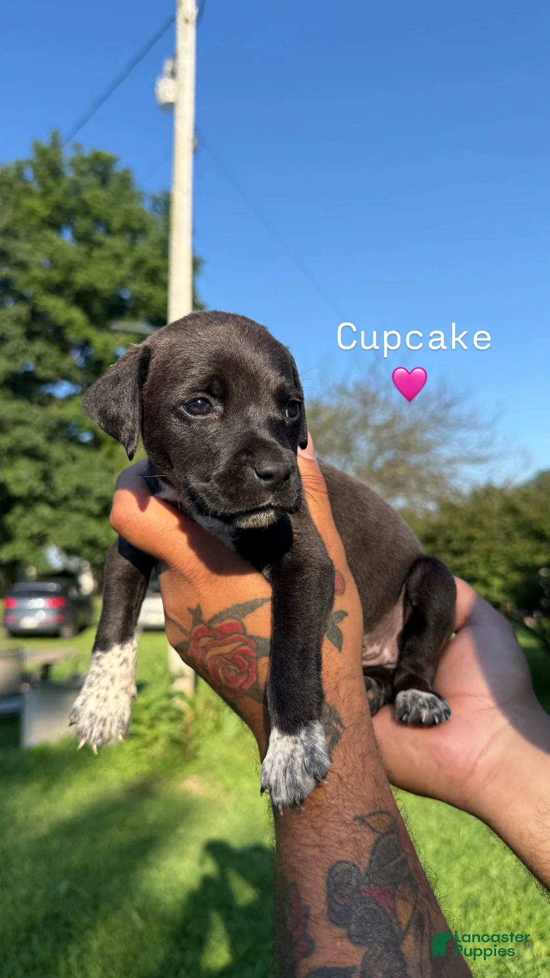 Mixed Breed dogs for sale: Mixed Breed 12 - Ad 1
