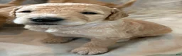Double Doodle dogs for sale: River - F2 Double Doodle - Ad 2