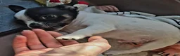 Chihuahua dogs for sale: Spot and dottie - Ad 2