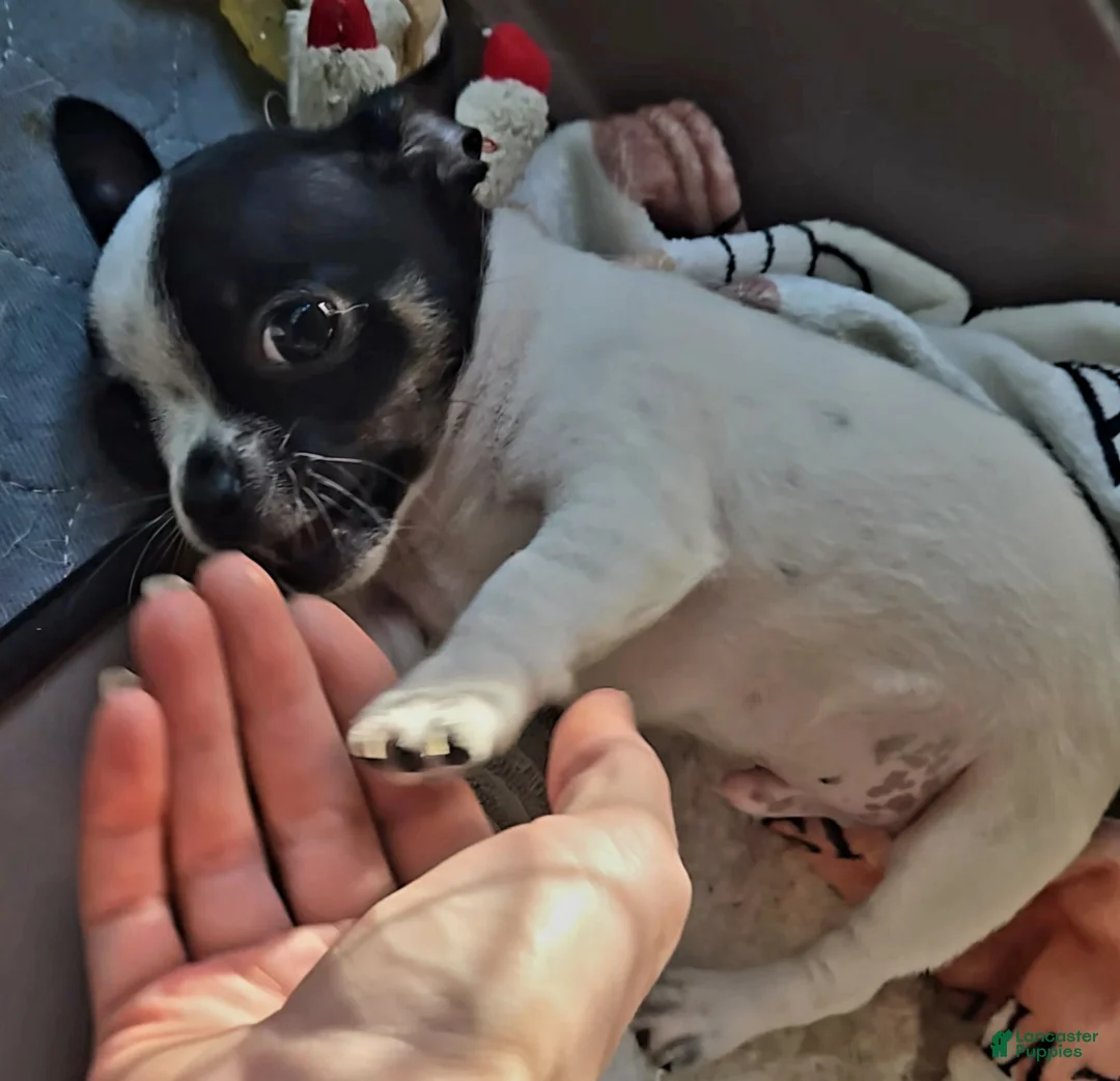 Chihuahua dogs for sale: Spot and dottie - Ad 2