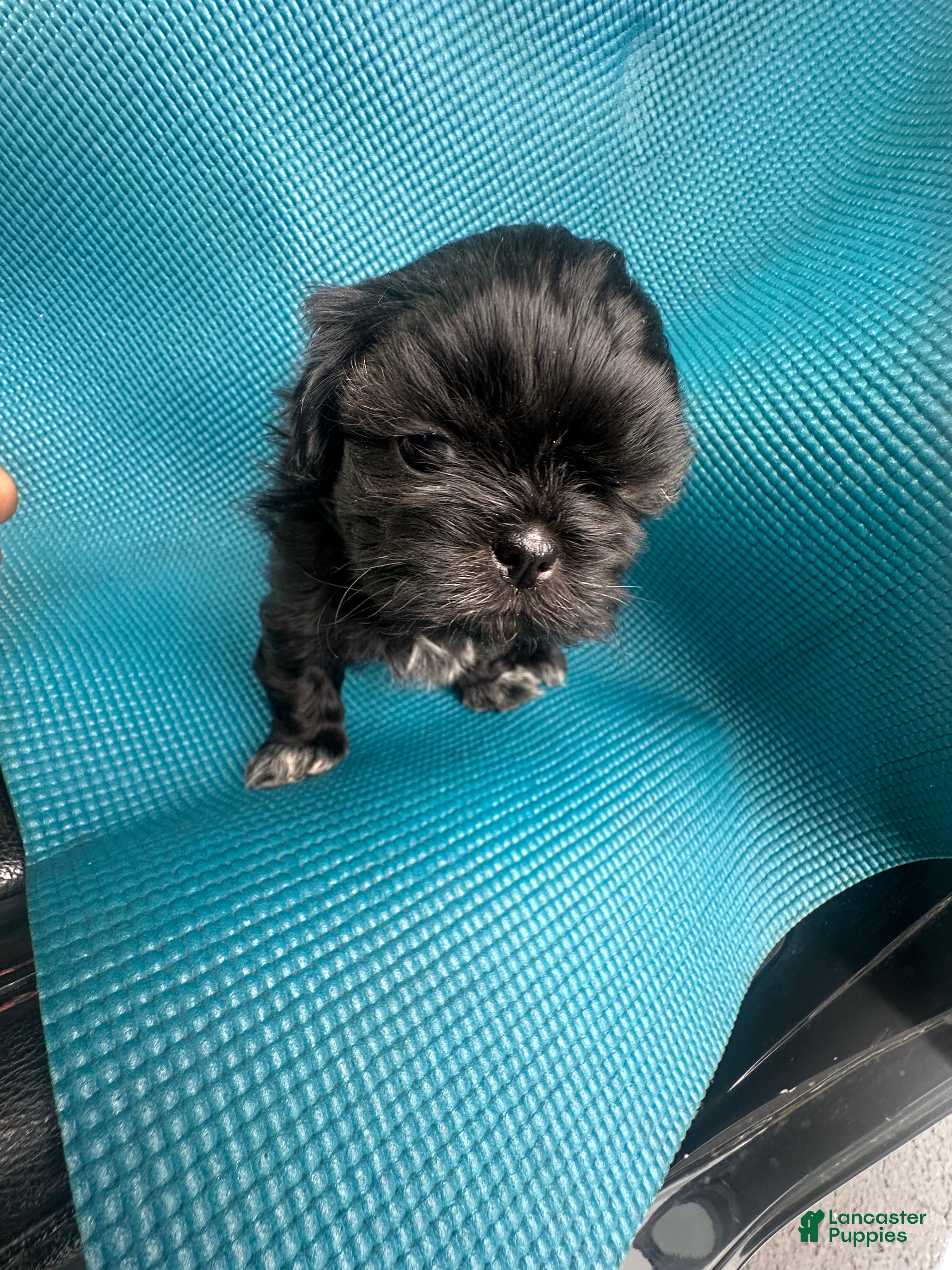 Shih Tzu dogs Sarg - Ad 1