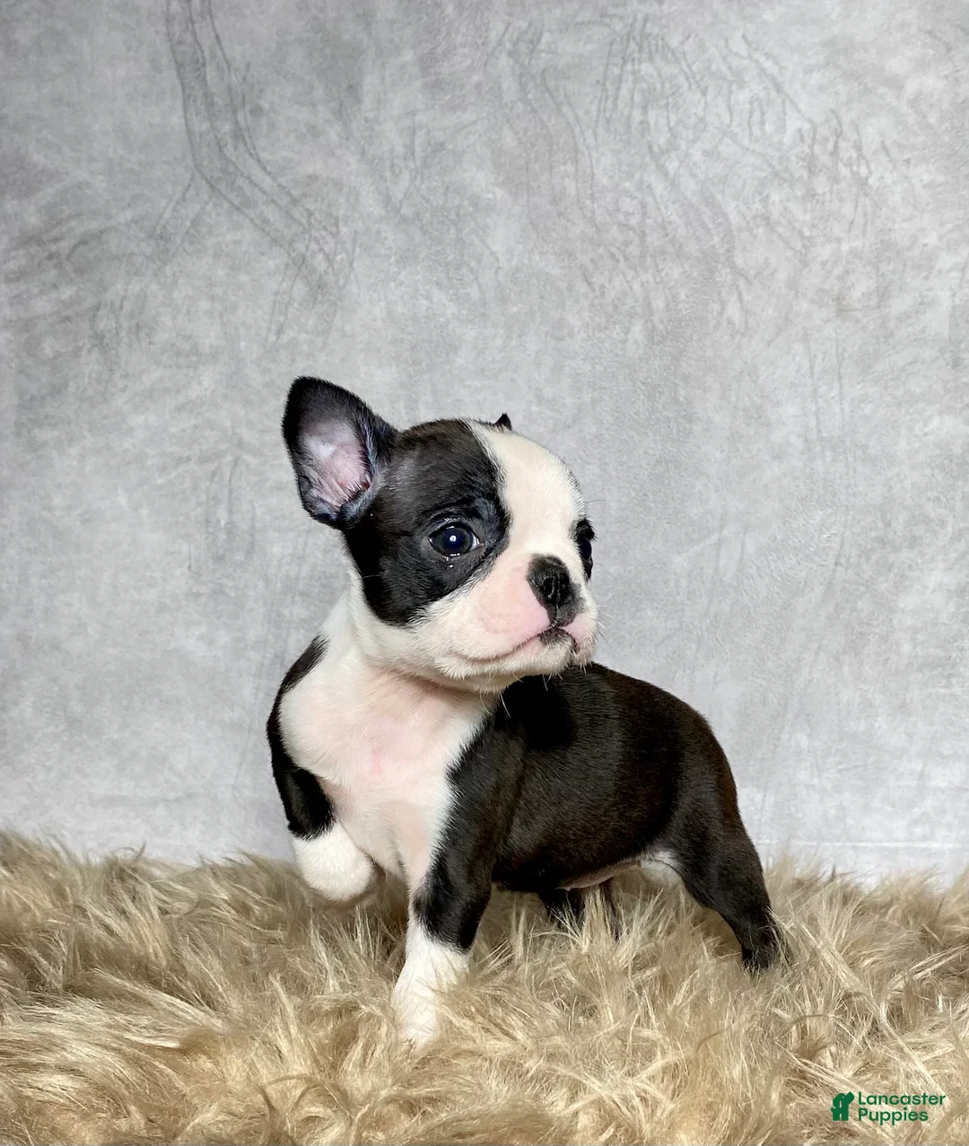 Boston Terrier dogs for sale: Luna - Ad 2