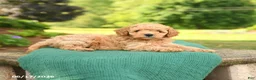 Mini Goldendoodle dogs for sale: Abby - Ad 4