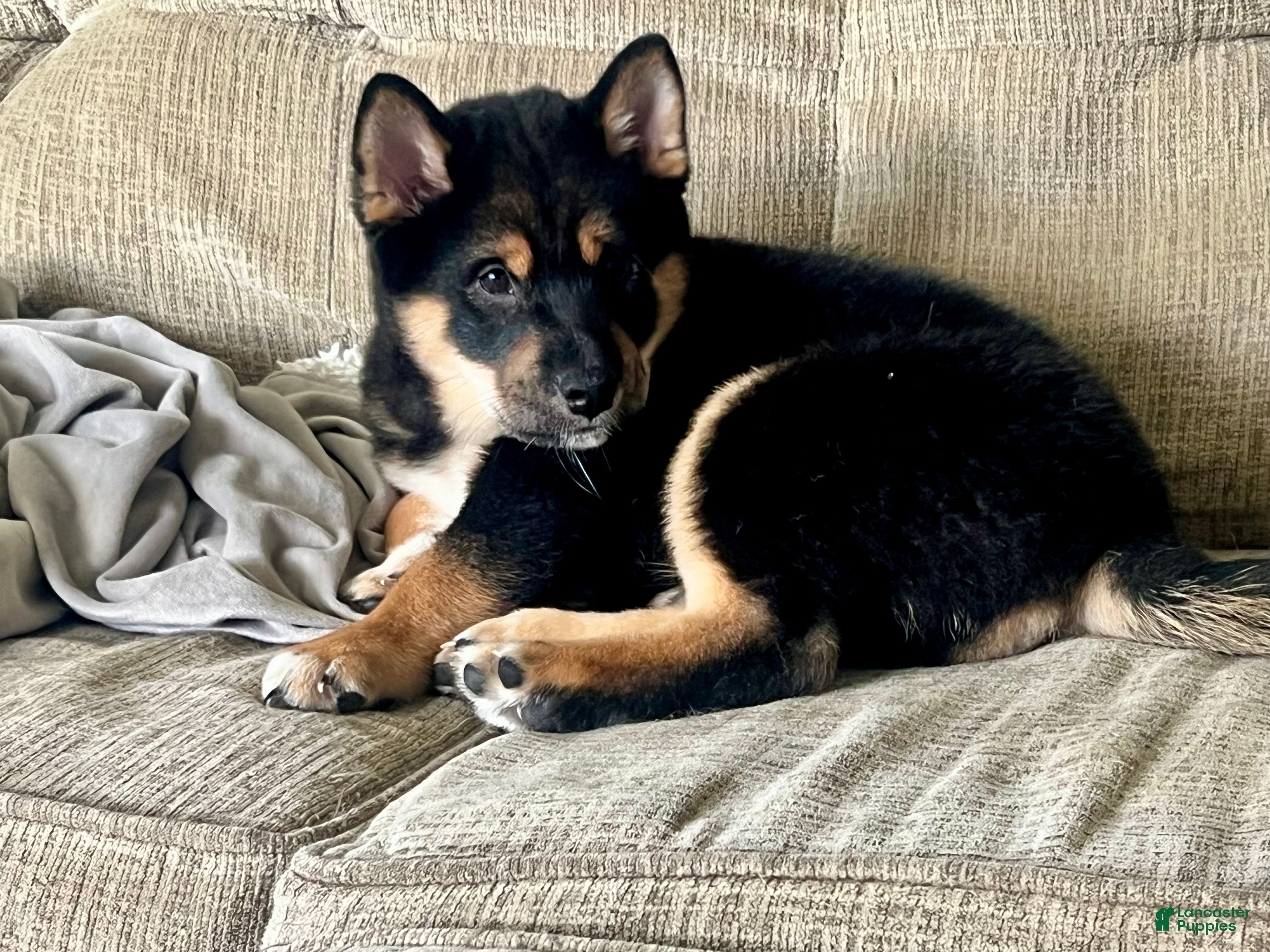 Shiba Inu dogs Enzo - Ad 19