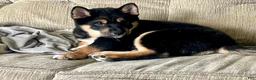 Shiba Inu dogs for sale: Enzo - Ad 1