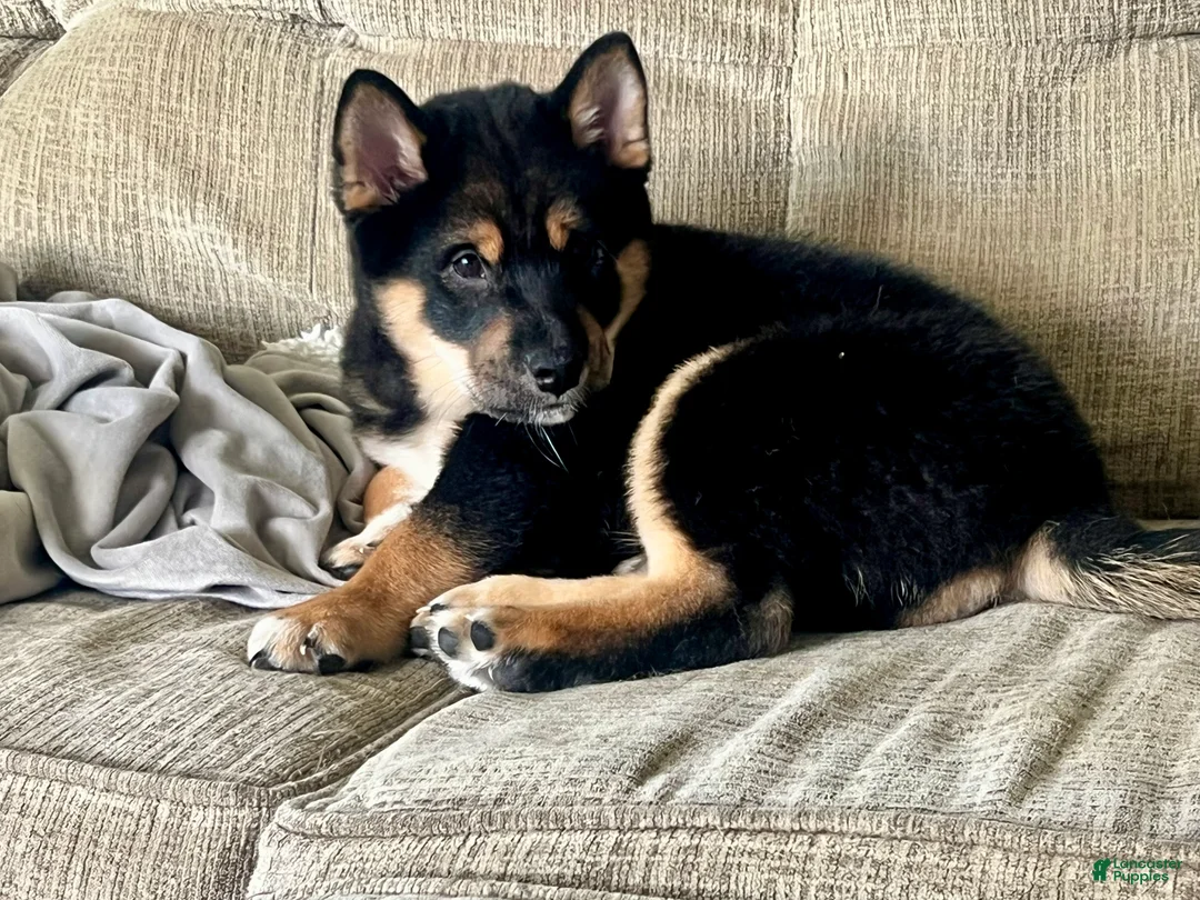 Shiba Inu dogs for sale: Enzo - Ad 1