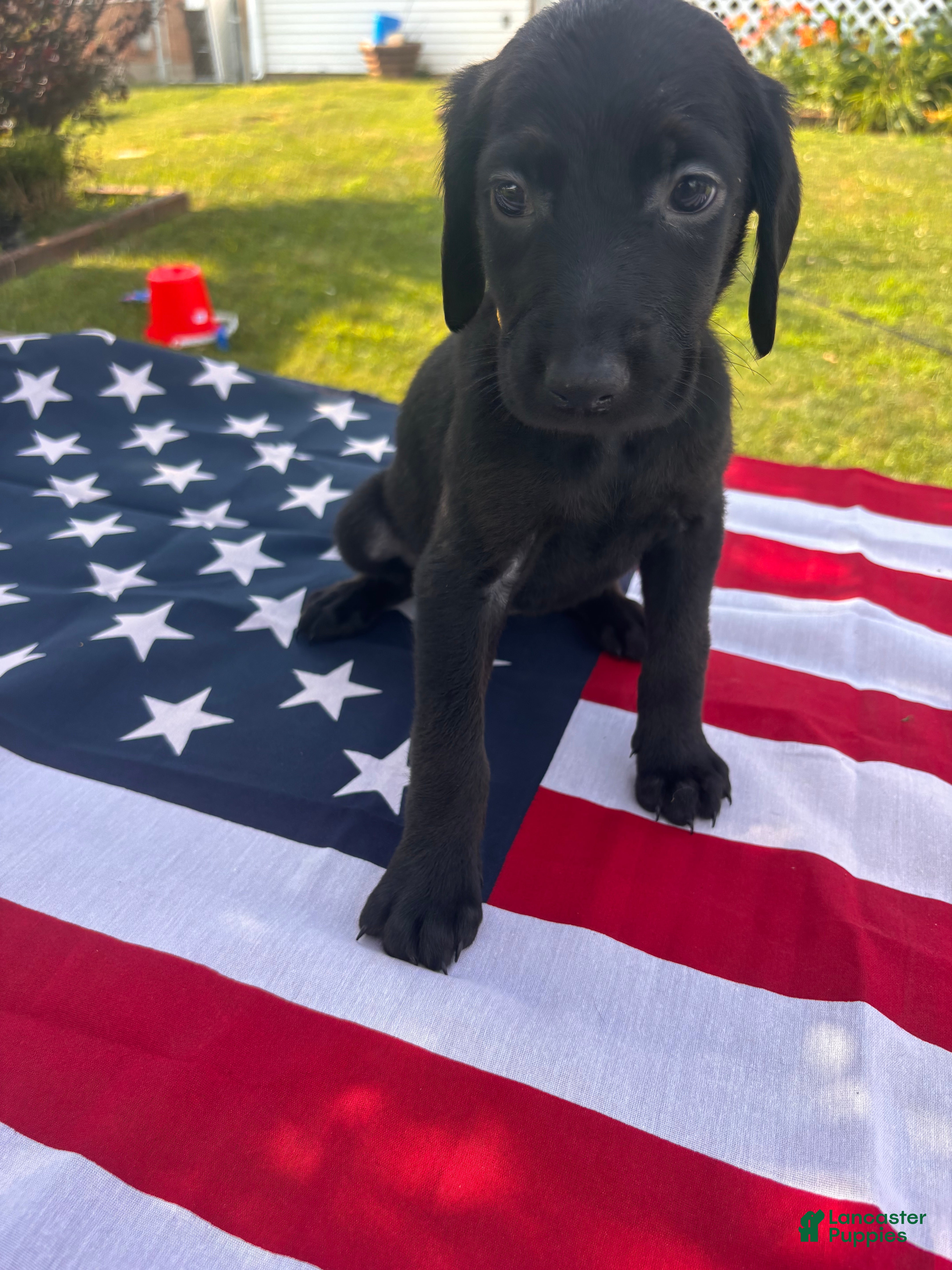 Mixed Breed dogs Raye - Ad 3
