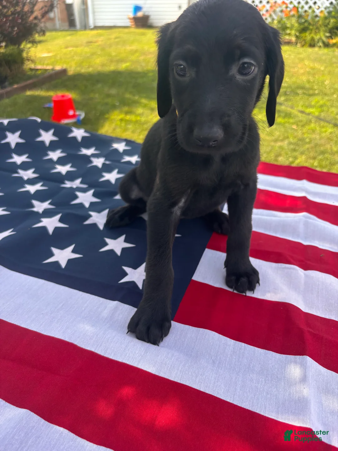 Mixed Breed dogs for sale: Raye - Ad 1