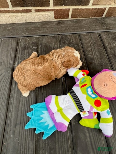Miniature Poodle dogs for sale: Buzz - Ad 2