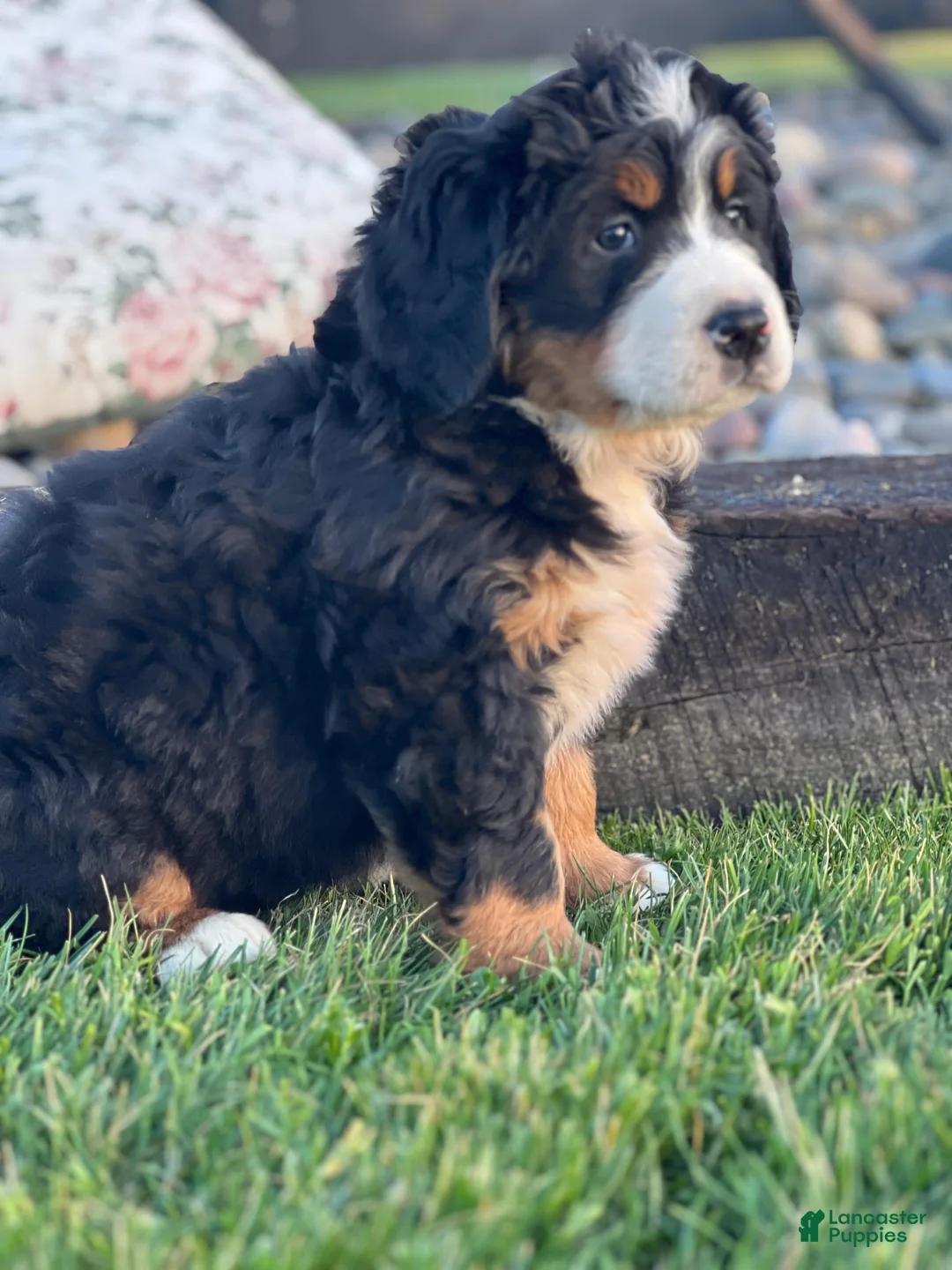 Bernese Mountain Dog dogs for sale: Tommy - Ad 2