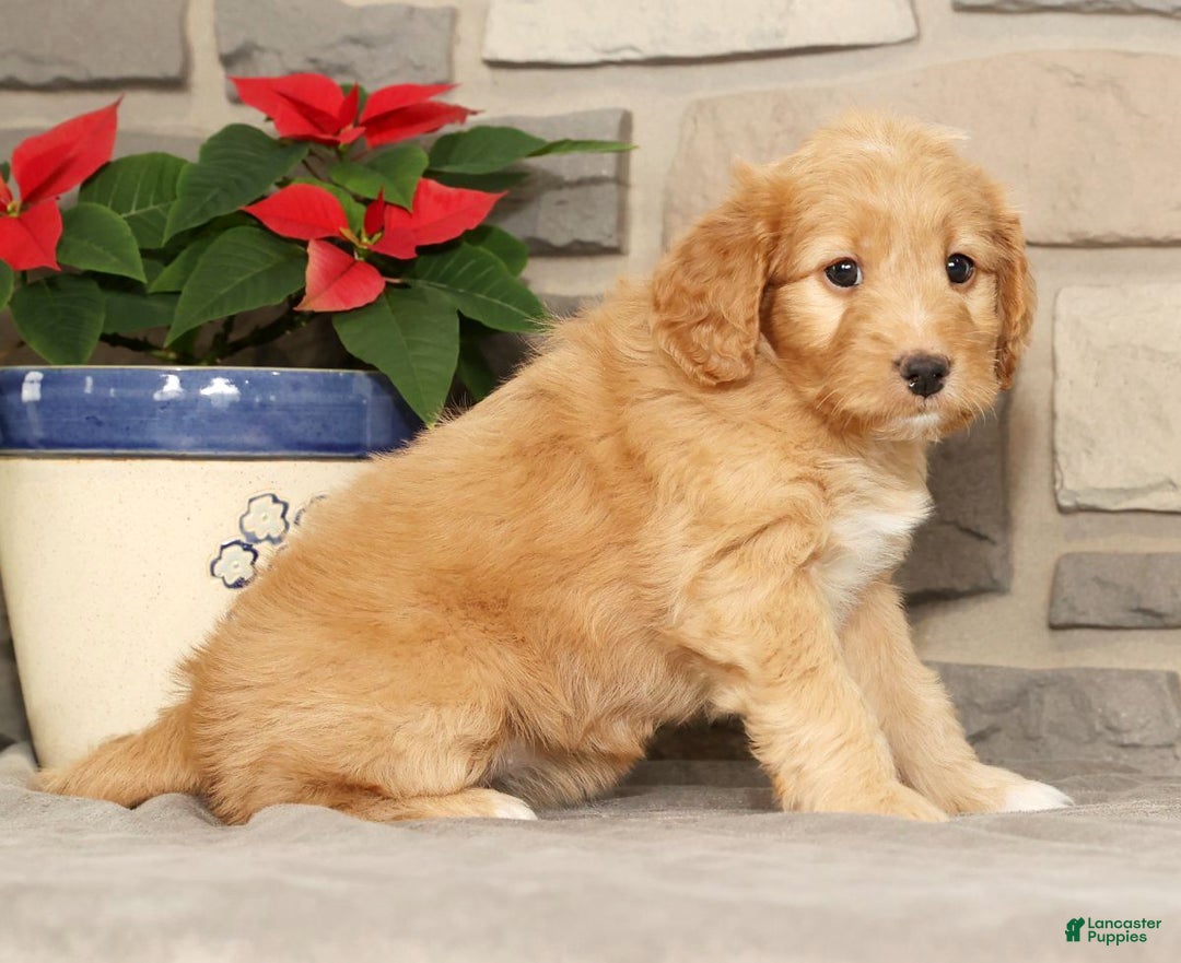 Mini Goldendoodle dogs for sale: Emmy - Ad 5