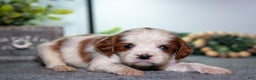 Cavapoo dogs for sale: Jackson - Ad 3