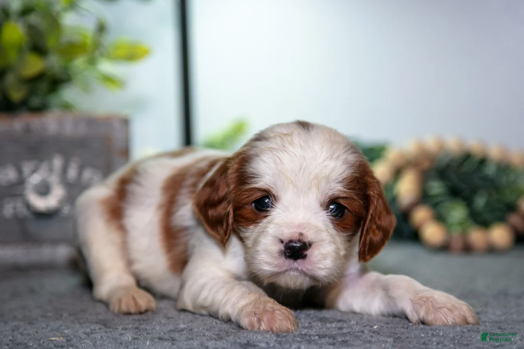 Cavapoo dogs for sale: Jackson - Ad 3
