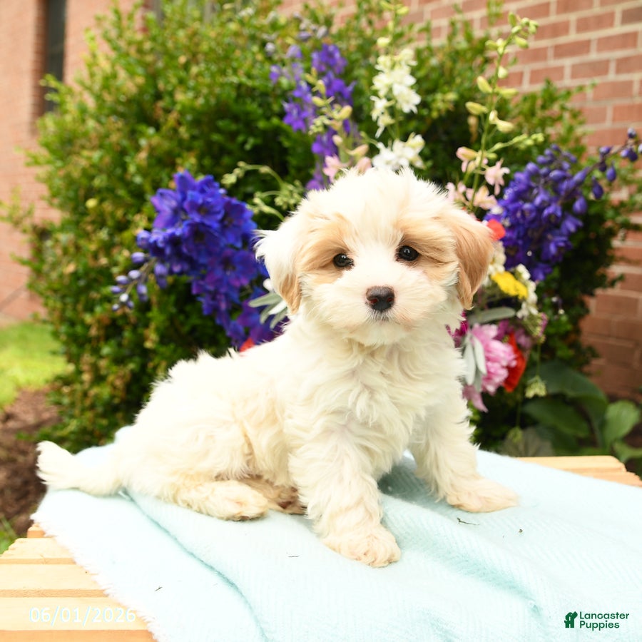 Maltipoo dogs for sale: Flower - Ad 4