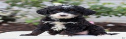 Mini Bernedoodle dogs for sale: Josie  - Ad 3