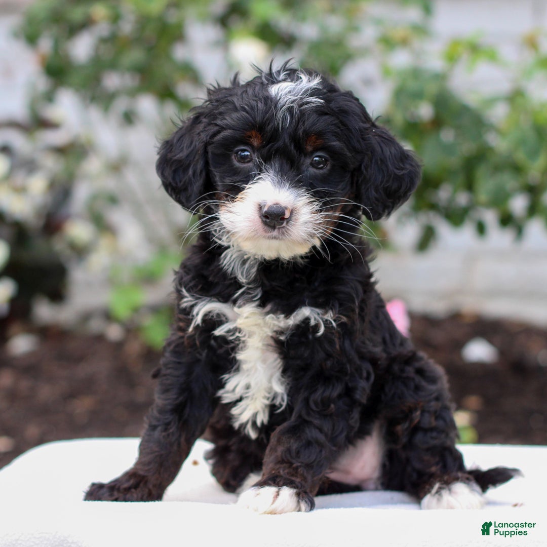 Mini Bernedoodle dogs for sale: Josie  - Ad 3