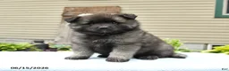 Keeshond dogs for sale: Scout - Ad 1
