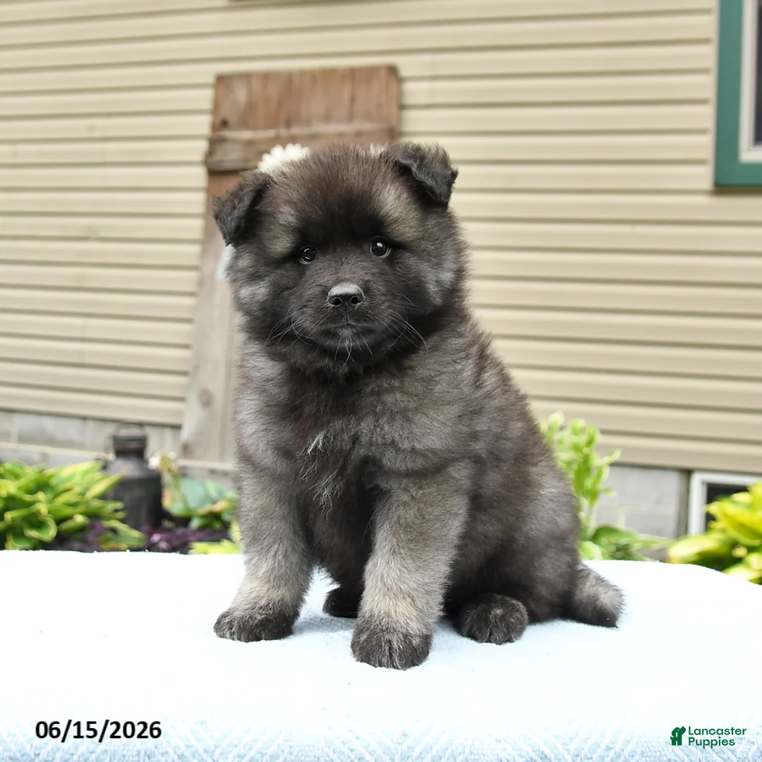 Keeshond dogs for sale: Scout - Ad 1