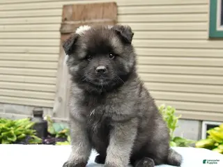 Keeshond dogs for sale: Scout - Ad 2