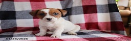 Jack Russell Terrier dogs for sale: Jimbo - Ad 1
