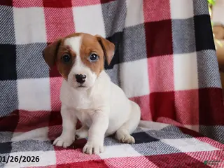 Jack Russell Terrier dogs Jimbo - Ad 1