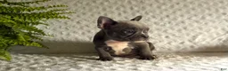 French Bulldog dogs for sale: Blue Jay - Ad 3