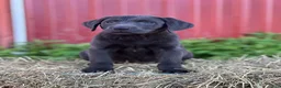 Labrador Retriever dogs for sale: Tessa - Ad 2