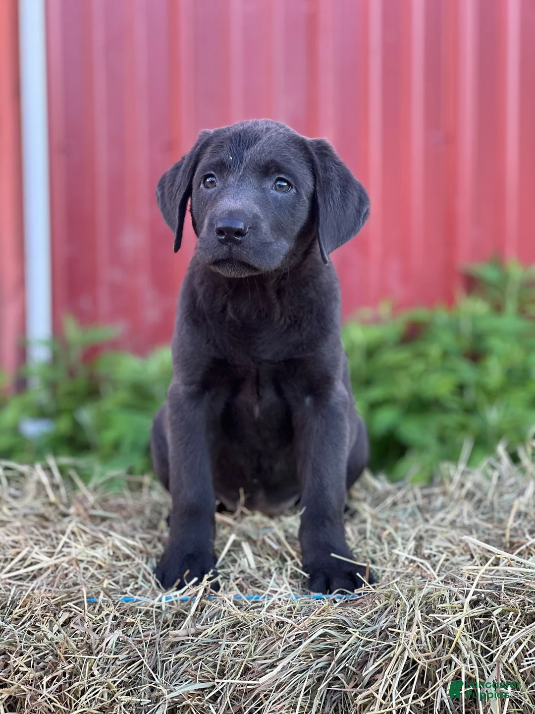 Labrador Retriever dogs for sale: Tessa - Ad 2