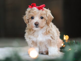 Havapoo dogs Dumpling - Ad 23