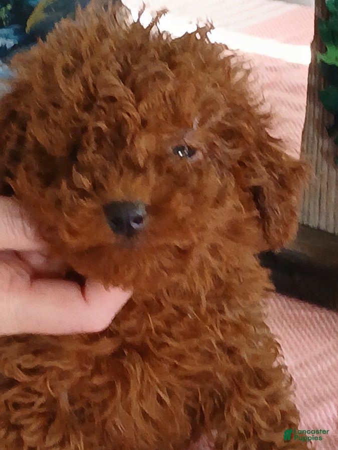 Miniature Poodle dogs Rusty - Ad 1