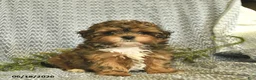 Shihpoo dogs for sale: Cody  - Ad 4