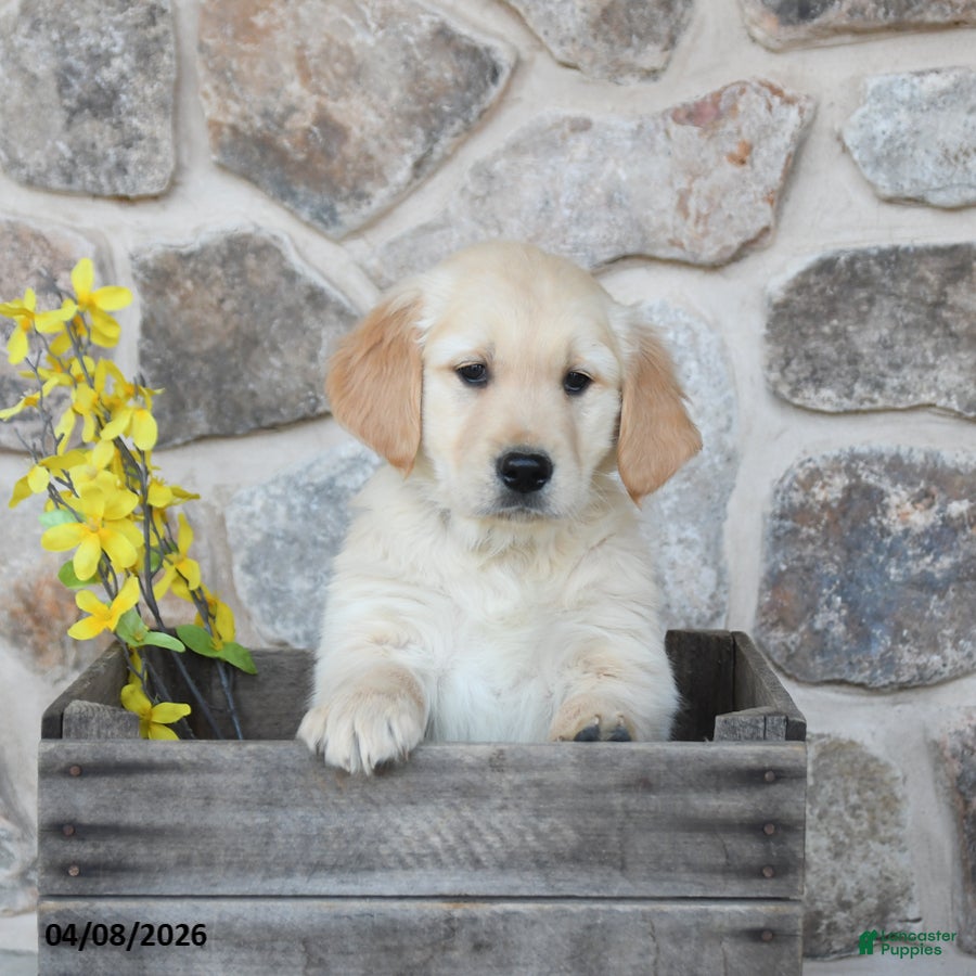 Golden Retriever dogs Dexter - Ad 2