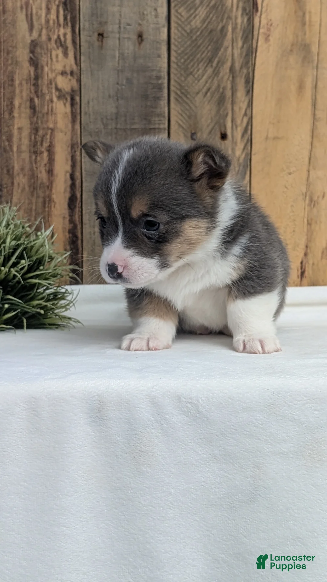 Welsh Corgi Pembroke dogs for sale: Flint - Ad 5