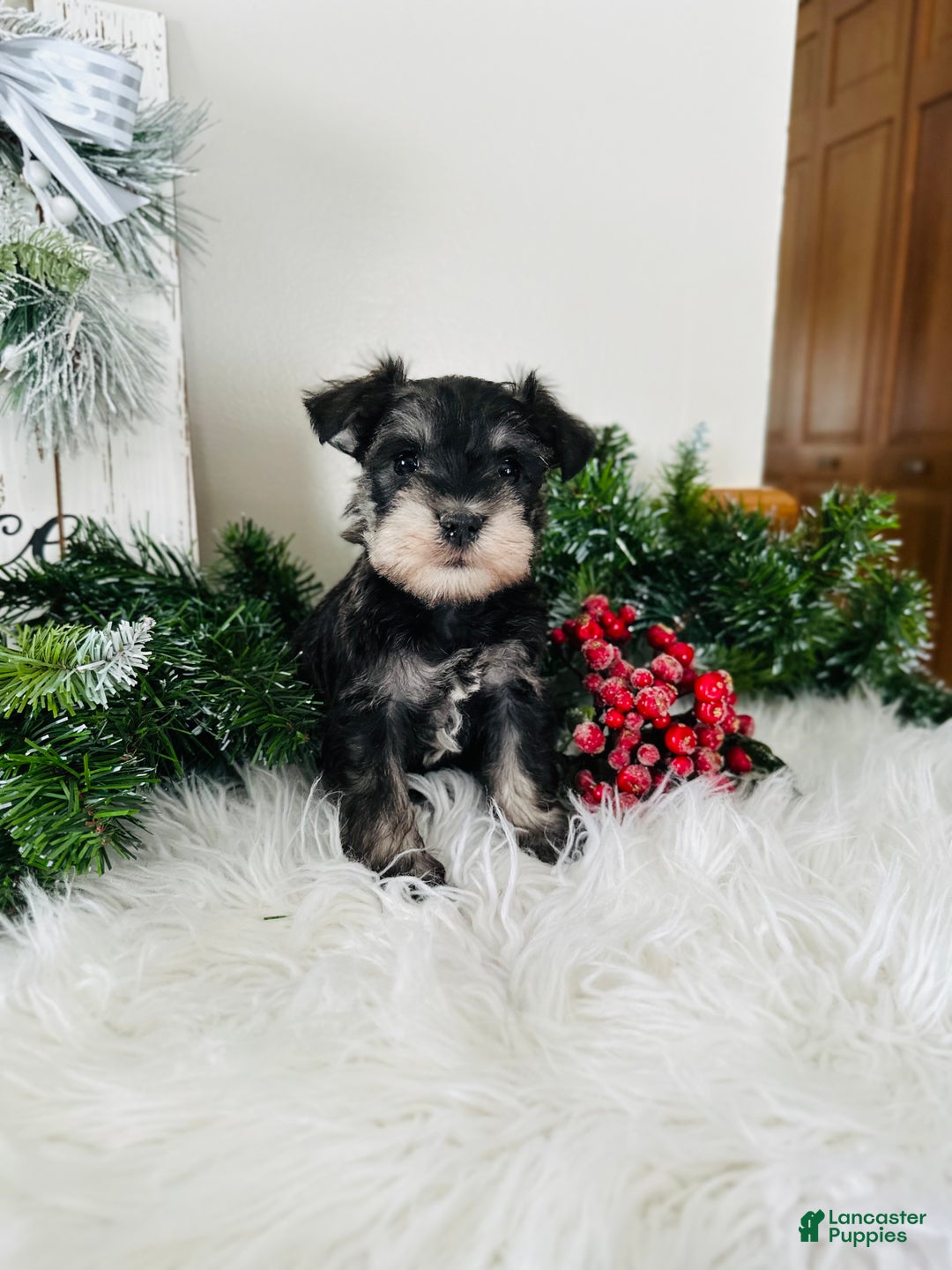 Miniature Schnauzer dogs for sale: Indy - Ad 9