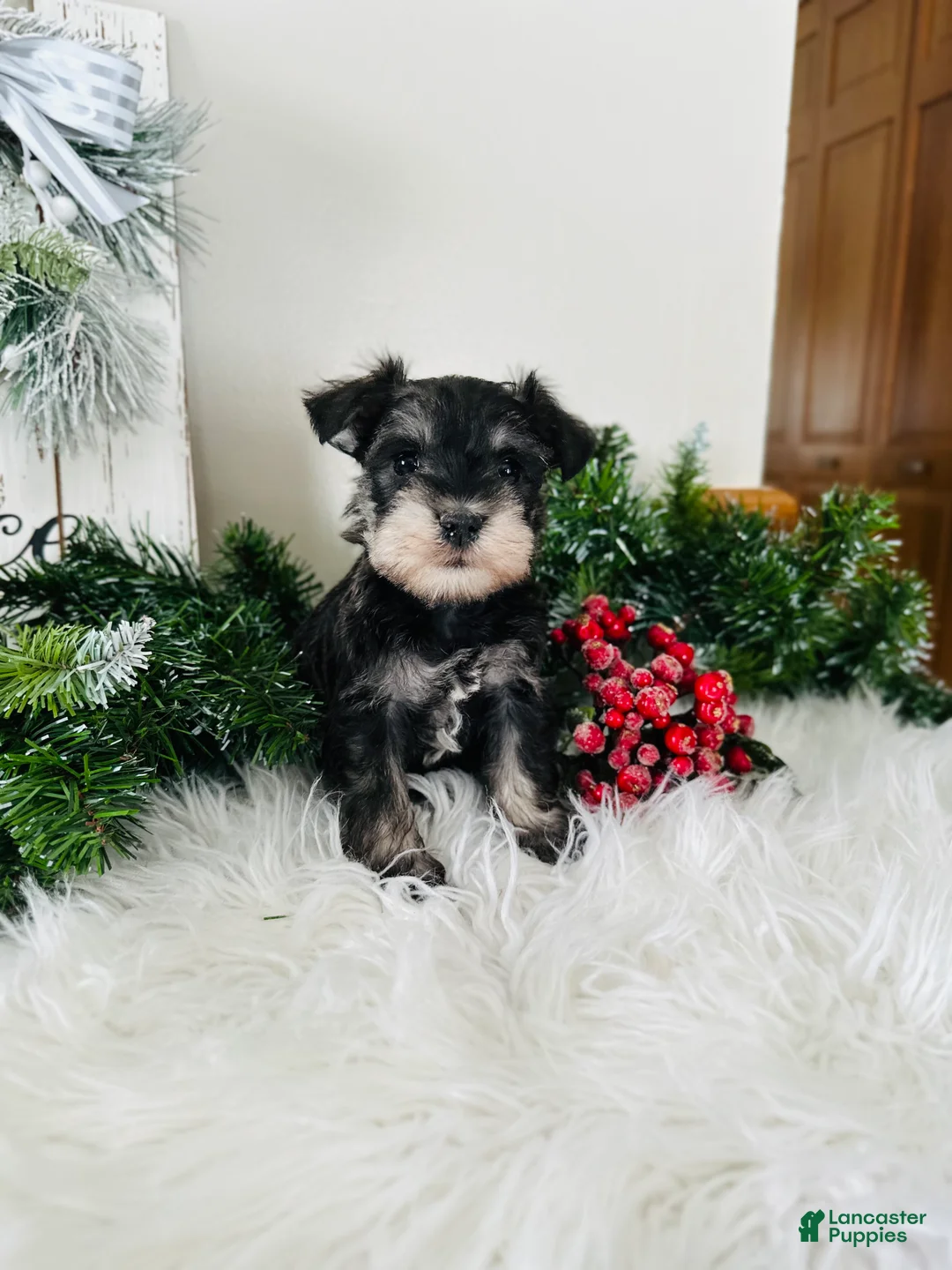 Miniature Schnauzer dogs for sale: Indy - Ad 9