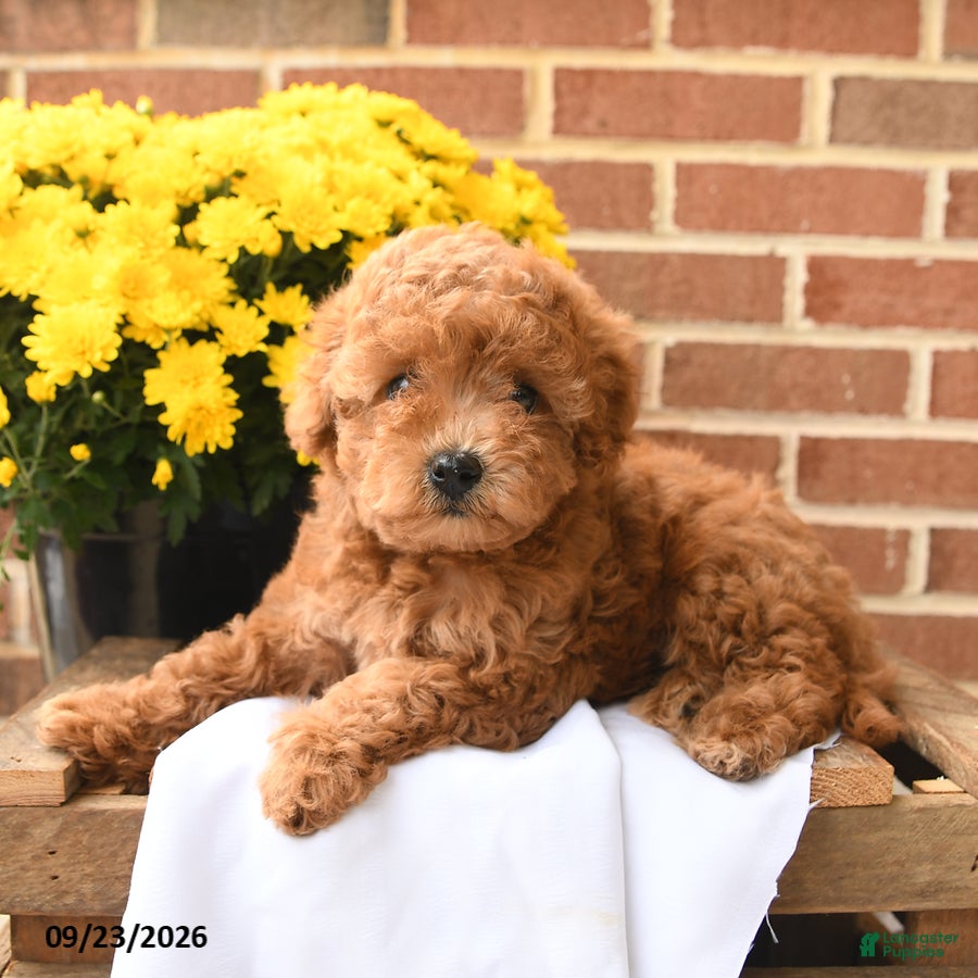 Maltipoo dogs Ruby - Ad 2