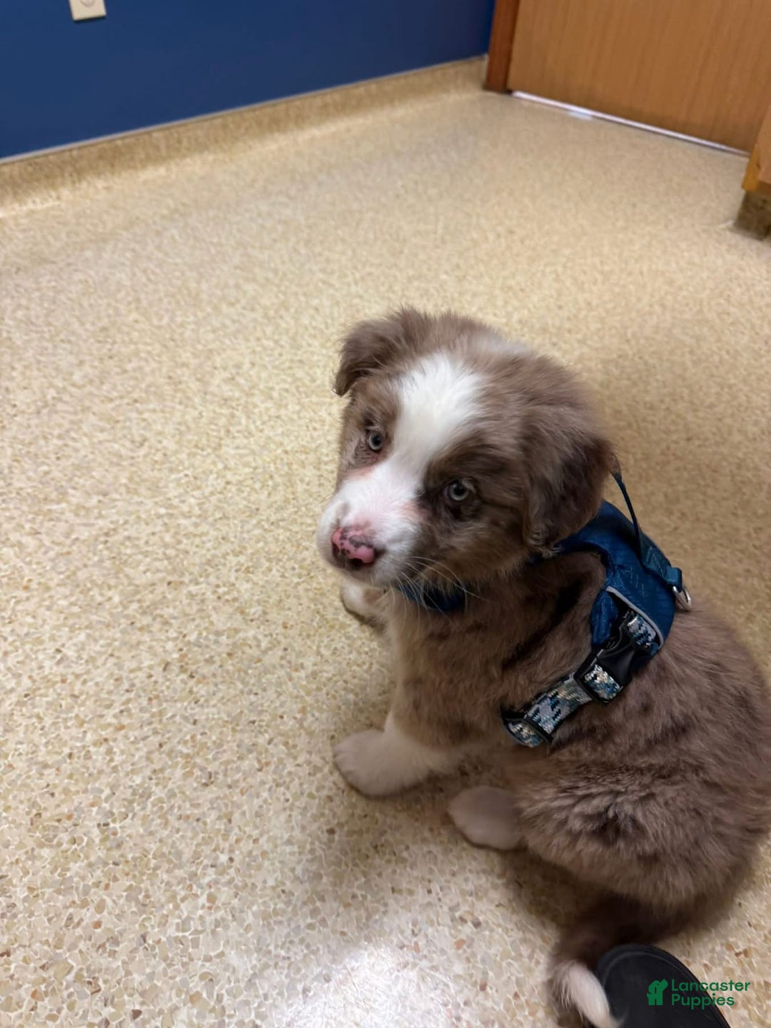 Gallery Image {{count}}